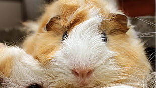 brown and white guinea pig photography HD wallpaper