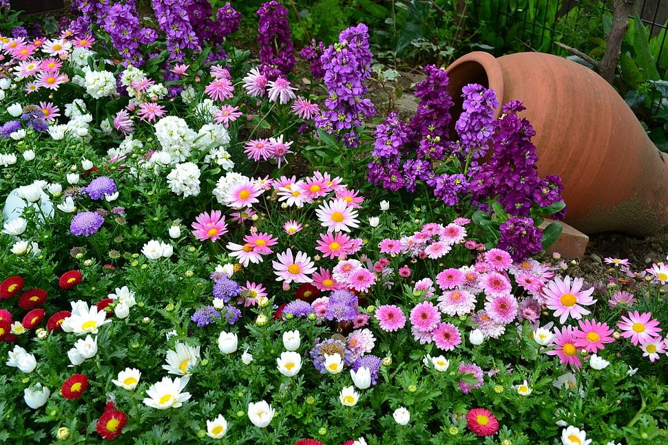 flowers in bloom during daytime HD wallpaper