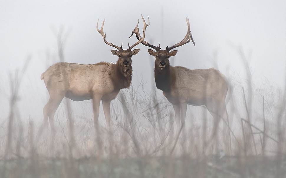 two brown reindeers, animals, mist, deer HD wallpaper