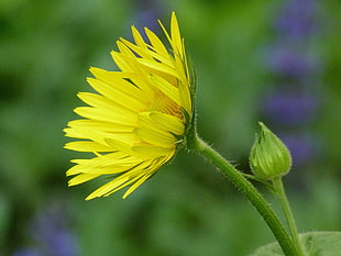yellow flower with flower bud beside