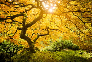 sun raise through tree during daytime HD wallpaper