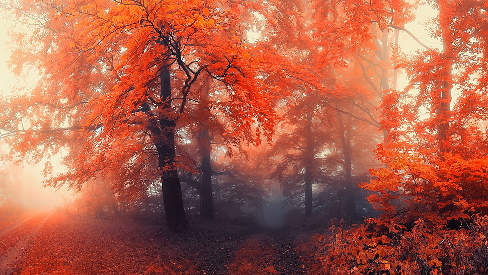 red leaf tree painting HD wallpaper