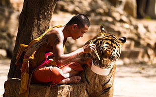 monk feeding tiger near tree HD wallpaper
