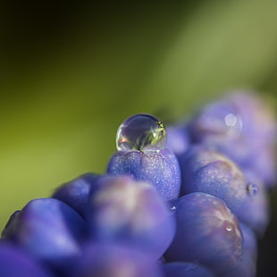 purple flower buds in macro photography HD wallpaper