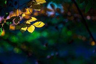 green and yellow leaf plant, closeup, plants, leaves HD wallpaper