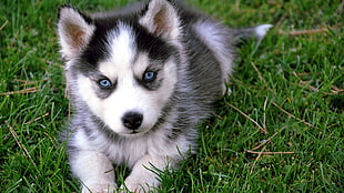 grey and white Siberian husky puppy, animals, dog, Siberian Husky 