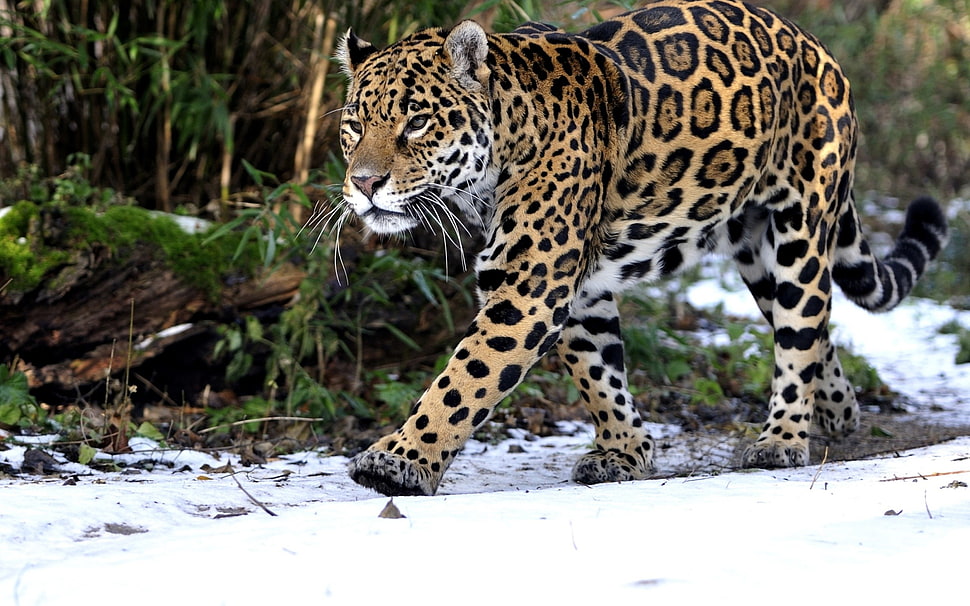 brown and black leopard near on green leaf tree HD wallpaper