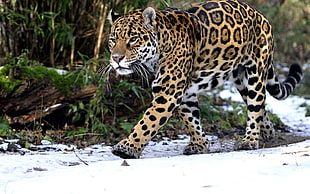 brown and black leopard near on green leaf tree