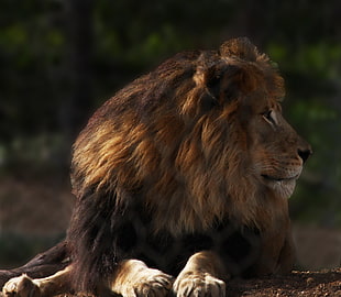 Lion closeup photo, african lion