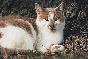 short-coated white and brown cat