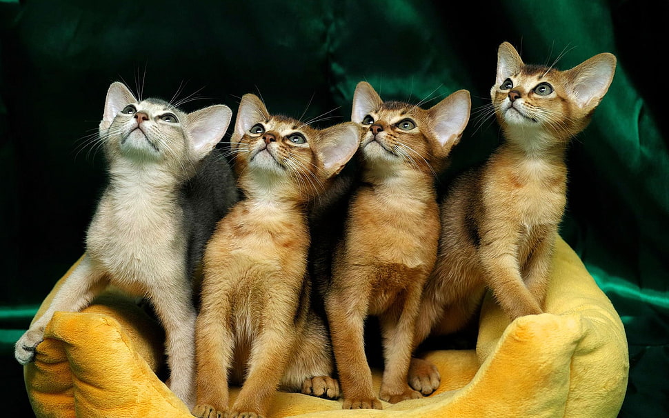 four gray and orange kittens HD wallpaper