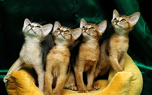 four gray and orange kittens
