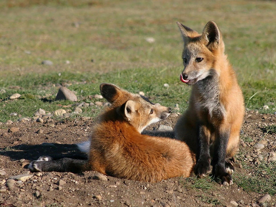 photography of two brown foxes HD wallpaper