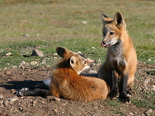 photography of two brown foxes
