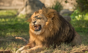 selective focus photography of brown male lion on ground