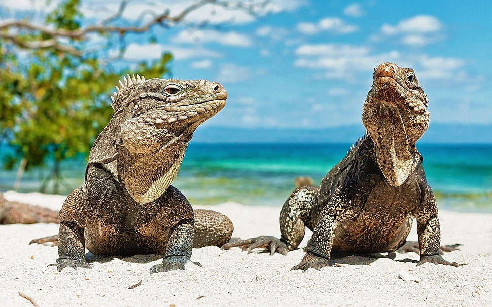 two white-and-beige lizards, animals, beach, lizards, reptiles HD wallpaper