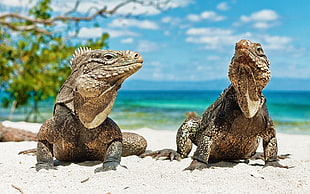 two white-and-beige lizards, animals, beach, lizards, reptiles
