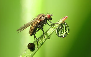 micro photography of brown Horsefly with water drops