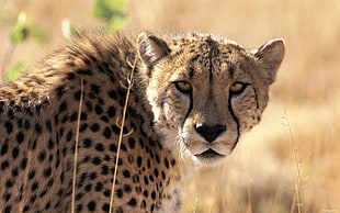 Cheetah,  Waiting,  Grass,  Background HD wallpaper