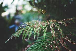selective focus photography green fern plant