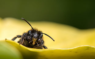closeup photography of wasp