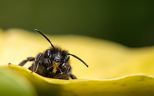 closeup photography of wasp HD wallpaper