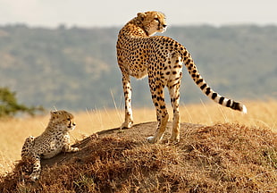 cheetah standing on ground covered with grass with cub