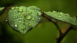 Rose leaf with dewdrops