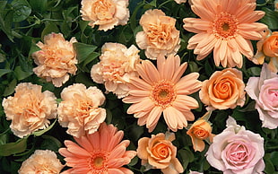 pink and orange flowers HD wallpaper