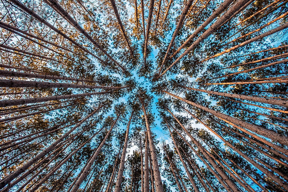 green leafed trees, nature, trees, sky, forest HD wallpaper