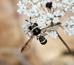 close up photography of bee zipping white petaled flowers, conopidae, syrphidae, ceriana