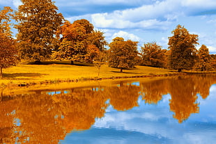 brown tree, reflection, fall, lake, landscape HD wallpaper