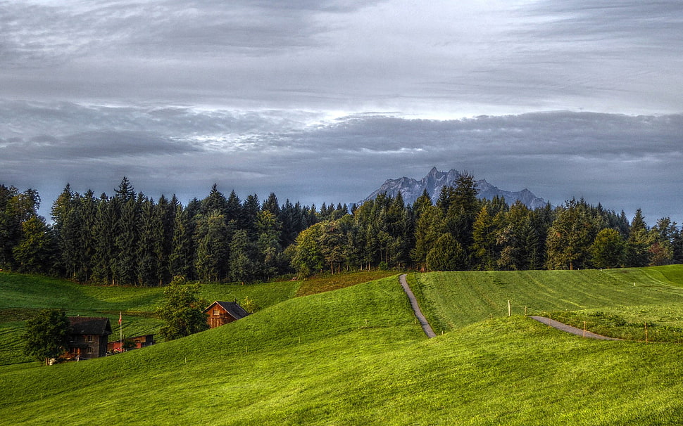 green grass field HD wallpaper