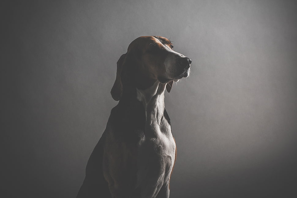 white and brown dog HD wallpaper
