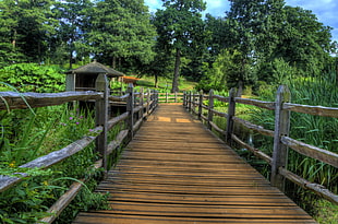 brown wooden bridge photo