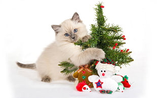 persian cat hugging a mini christmas tree