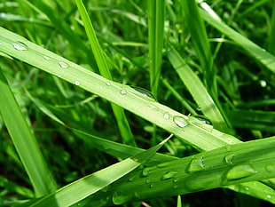 green leafed plant, grass, water drops, macro, plants HD wallpaper