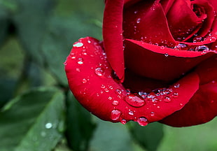 red rose photo HD wallpaper