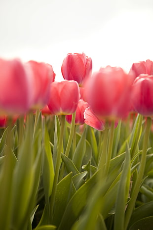 shallow focus photography of red tulips under cloudy sky HD wallpaper