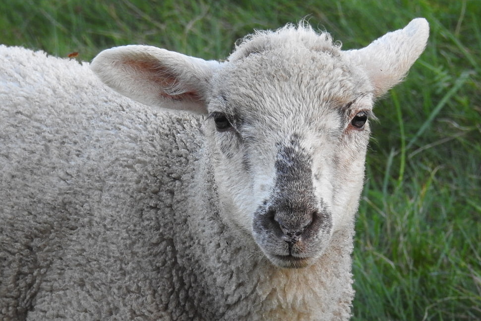 white sheep HD wallpaper