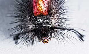 macro photo of a black and red Tussock Moth caterpillar