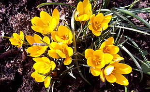 yellow crocus flowers HD wallpaper