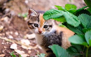 calico cat behind green plant