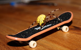 yellow and brown spider and black and orange fingerboard