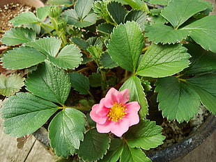 potted Strawberry plant with pink flowers