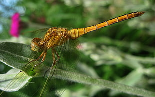 macro photography of yellow dragonfly