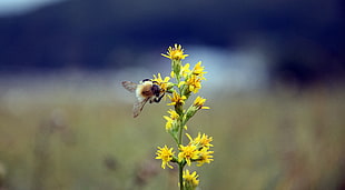 bee on yellow petaled flowers in selective focus photography