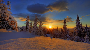 pine trees, trees, winter, snow, sunlight HD wallpaper