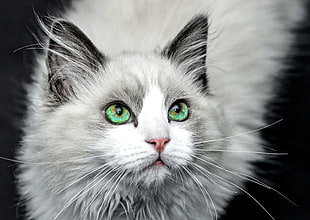 closeup photo of green eyed cat