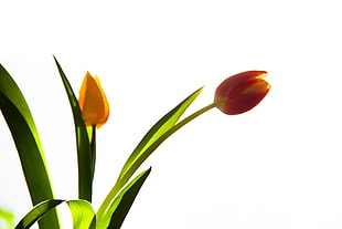 close up image of orange Tulips